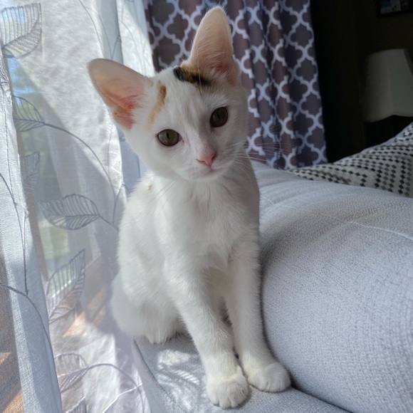 Meet Akari the Cresent Moon Calico😻🐾 - Picture 7 of 16